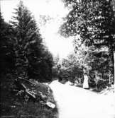 Nr 5674 Västra  Tunhem sn , Vägparti vid Halleberg 1911.