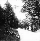 Nr 5674 Västra  Tunhem sn , Vägparti vid Halleberg 1911.