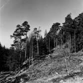 Västra Tunhem sn, Fornborgen, Halleberg. Foto: W. Ängermark , Vänersborgs Museum