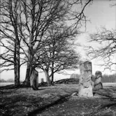 Västra Tunhem sn. Fot: Karin Rex 24/3 1974