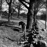 Västra Tunhem sn. Fot: Karin Rex 24/3 1974