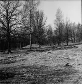 Västra Tunhem sn. Fot: Karin Rex 24/3 1974