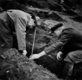 Västra Tunhem sn, utgrävning vid Hästevadet 1948-49. La. Svensson leder arbetet .  Foto: Vänersborgs Museum. Neg 1406 e