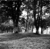 Västra Tunhem sn, Dungen vid Torstenssonsmonumentet, neg A: 200a Foto W. Ängermark 1966, Vänersborgs museum.