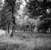 Västra Tunhem sn, Dungen vid Torstenssonsmonumentet, neg A: 200a Foto W. Ängermark 1966, Vänersborgs museum.