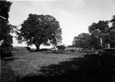 Västra Tunhem sn, Hembygdsgårdens tomt vid gamla skolan. Foto: N.L. Svensson, Vänersborg Museum 1940 Neg 255 b