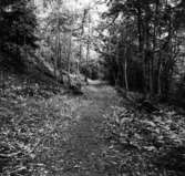 Västra Tunhem sn, Hunneberg, Kyrkstigen. Neg A:258, Foto: Ch. Aarsrud, Vänerssborgs Musum