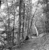 Västra Tunhem sn, Hunneberg, Den gamla kyrkstigen.  Foto: W. Ängermark 1967, Vänerssborgs Musum