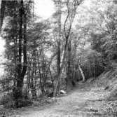 Västra Tunhem sn, Hunneberg, Den gamla kyrkstigen.  Foto: W. Ängermark 1967, Vänerssborgs Musum
neg A: 228 c