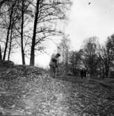 Västra Tunhem sn, Prästgården. Markvård vid fornlämningarna. Foto: W. Ängermark 1963, Vänersborgs Museum Neg A: 64 c