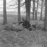 Trollhättan,  Gärdhem, Fornlämning nr. 10.T En man (arkeolog?) fyller i groparna med vit krita.