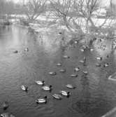 Änder i Huskvarnaån i Huskvarna på 1960-talet.