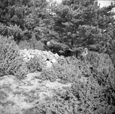 Stenkyrka socken. Olsnäs 1:23. Röse.
