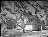 Villa med blommande äppelträd, exteriör, interiör
