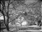 Villa med blommande äppelträd, exteriör, interiör
