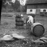 Svinskötsel  Dalbergså  Bolstad