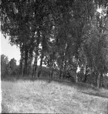 Gruskullen med rund stensättning på toppen från söder.  Grettve  Edsleskog