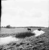 Ske mosses utlopp i östra Hästefjorden.