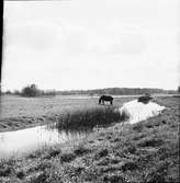 Ske mosses utlopp i östra Hästefjorden.