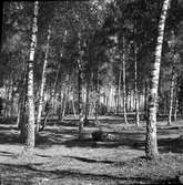 Björkdunge i Timmervik.