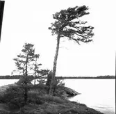 Tallen mot riksröse I på Hisön    Norra Hornsjön  Töftedal