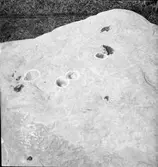 Nyfunna älvkvarnstenar   Ödeborg