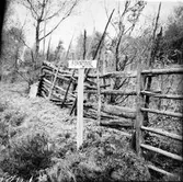 Ödskölt, Orsbyn. Upprensning vid fornminnen. Tävling bland skolbarn 1956-57.