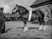 Man och häst, Uppland 1944