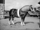 Häst, Uppland 1944