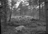 Bronsåldersröse vid Hultebacka