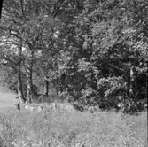 Kvadratisk stensättning med kantkedja  Stenkullen  Skallsjö