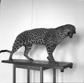 Leopard  Vänersborgs Museum