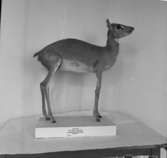 Dik-Dik- antilop  Vänersborgs Museum