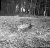 Nycklabacken  Åltorp  vid utgrävningen 1955  Tarsled