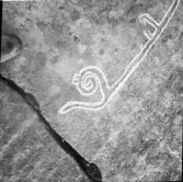 Hällristningar  Brandsfjorden  Vänersnäs