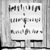 Stenåldersboplats  Asslebön  Steneby