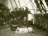 Sjömän, skeppsgossar och en gris i en gruppbild ombord segelfartyget GLADAN. Längst fram till vänster Gustaf Andersson.