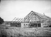 Ladugården. Nya ladugården under uppförande 1949.