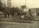 Bönor sås i skolträdgård. Åtvidaberg 1910