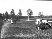 Mjölkning   Kärtared  Västergården  Horla