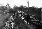 Fägata till gamla ladugården på gården Grimstorp  Hudene. Gata bottogs 1927 då ny ladugård uppfördes.