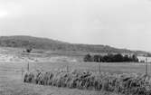 neg 1389 c , Starrkärr sn, Stynaborg vid Grolandasjön. Foto: Gustaf Ewald 1953.