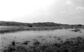 neg 1389 a, Starrkärr sn, Stynaborg vid Grolandasjön. Foto: Gustaf Ewald 1953.