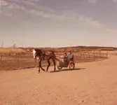 Träning av Anns Ego på Åby 1981. 

Blandade bilder insamlade inför dokumentation av Åby Stallbacke och Stallgårdar 2015.