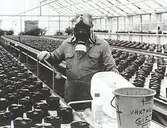 Kommunens växthus vid Kärra bro, 1987