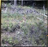 Orkidén Rödsyssla, Cephalanthera rubra. Tisselskog