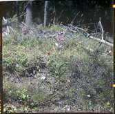 Orkidén Rödsyssla, Cephalanthera rubra. Tisselskog