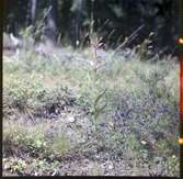 Orkidén Rödsyssla, Cephalanthera rubra. Tisselskog