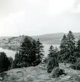 Sommaren 1959. Utsikt från tomten över Högholmen. Till vänster utanför bilden Wetterlunds hus. På denna tid fanns det färja över till Vindön. Det fanns bageri vid färjeläget, på lördagarna var det lång kö med bilar som ville över.