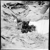 Utgrävning av urna. Svenstorp